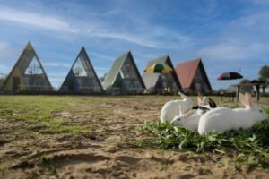 White rabbits relaxing near colorful A-frame cottages at Sunflower Saga nature retreat