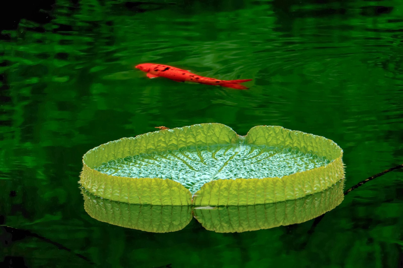Tranquil fish pond at Sunflower Saga