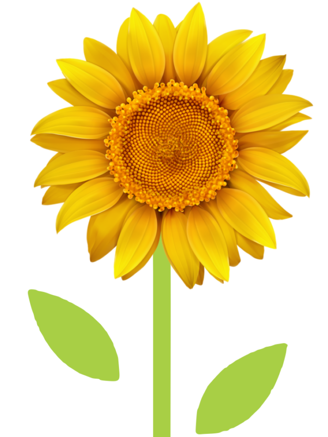 Sunflower Saga