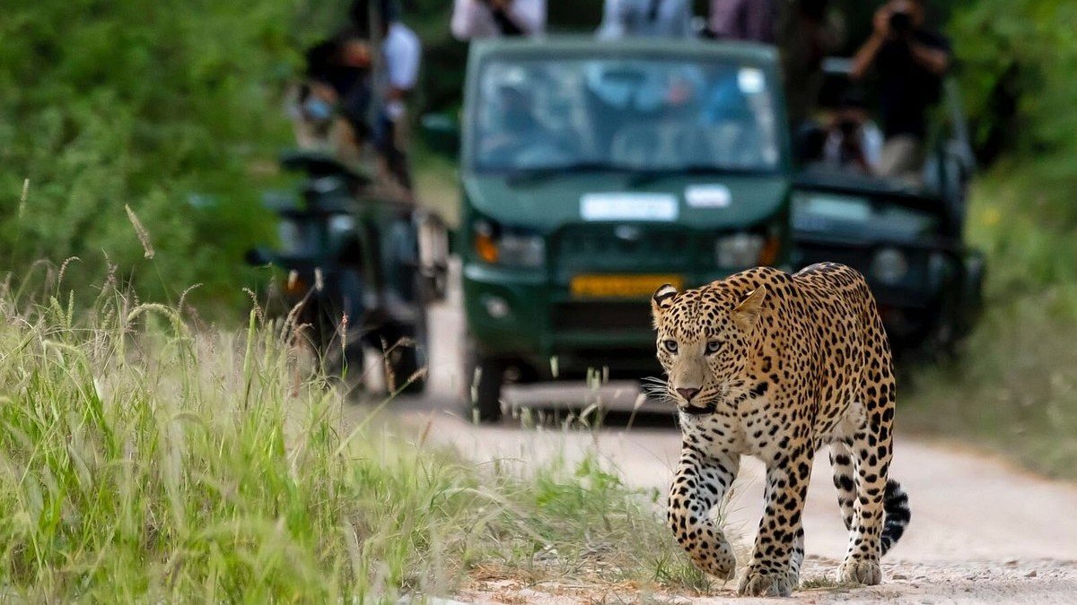 Jhalana Leopard Safari Park