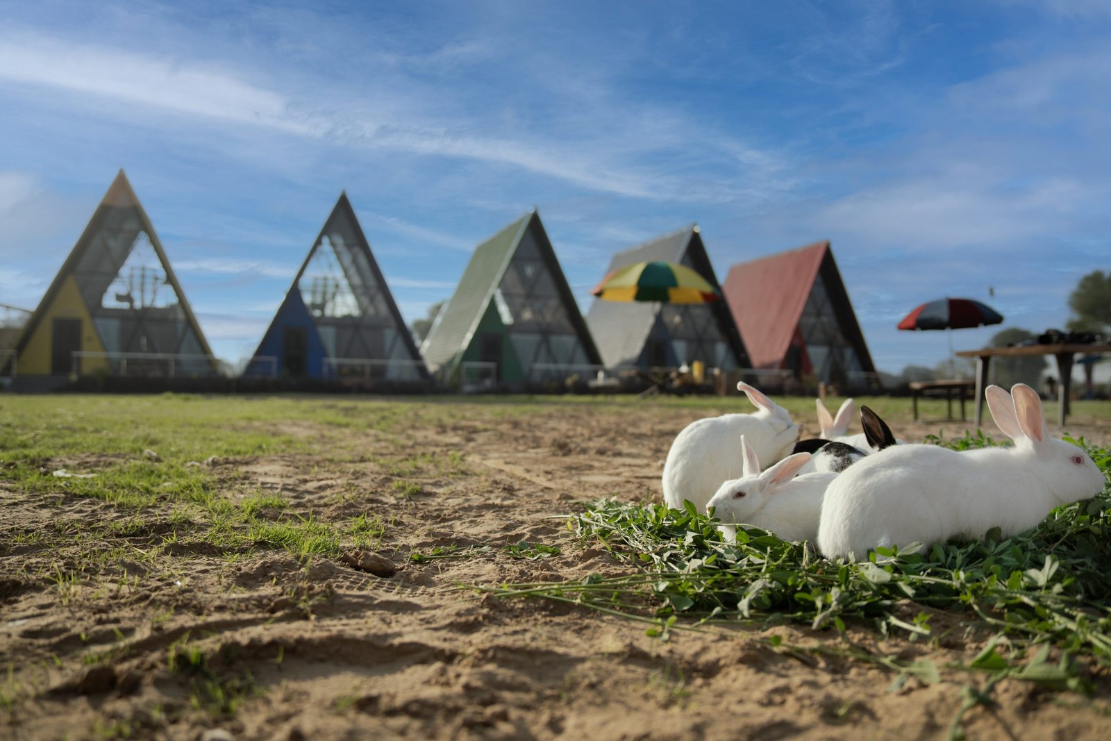 Bunnies enjoying the grounds at Sunflower Saga